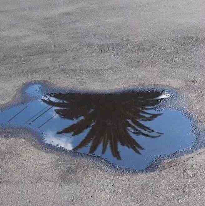 弗洛蒙