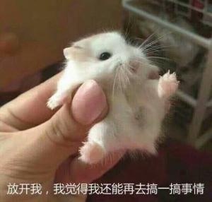 柠檬精日常神经